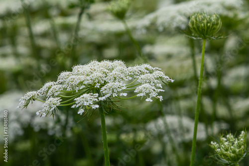 Daucus carota known as wild carrot blooming plant photo