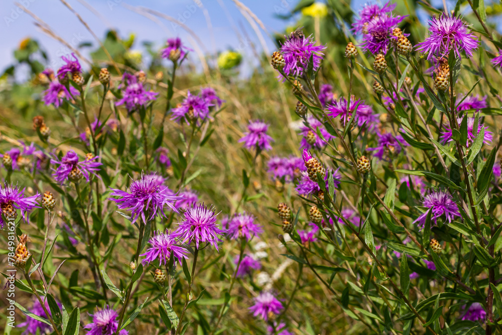 Naklejka premium Centaurea jacea, the Brown Knapweed, known also as Brown-rayed Knapweed, Brownray Knapweed and Hardheads