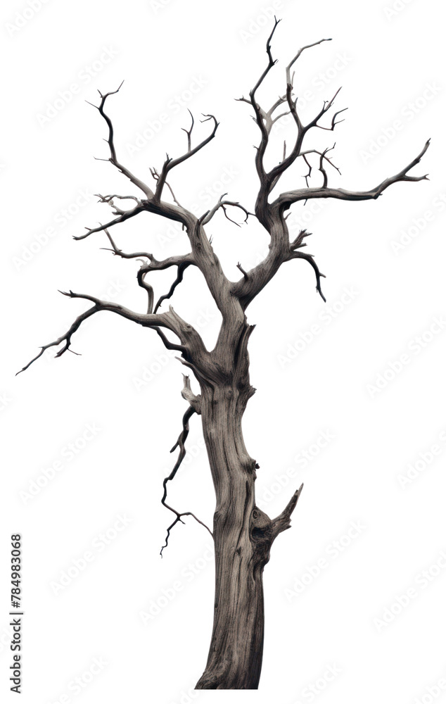Fototapeta premium PNG Dead tree sketch plant tranquility