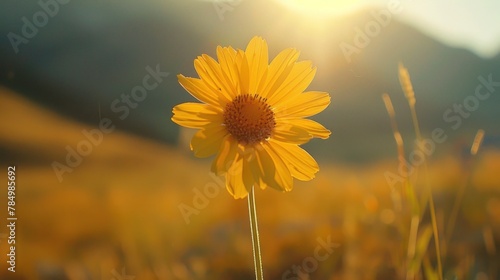 yellow flower basking in the golden sunlight