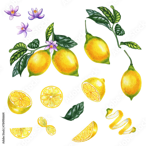 Lemons on a branch and slices large watercolor set. Hand drawn clipart of citrus yellow fruits realistically drawn. Elements for packaging design.