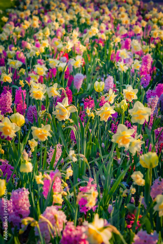 Vertical view of colorful tulip, narcissus and hyacinth flowers blooming in Keukenhof park. Splendid spring scene of Holland Botanical garden, Lisse town, Netherlands. Beautiful floral background.