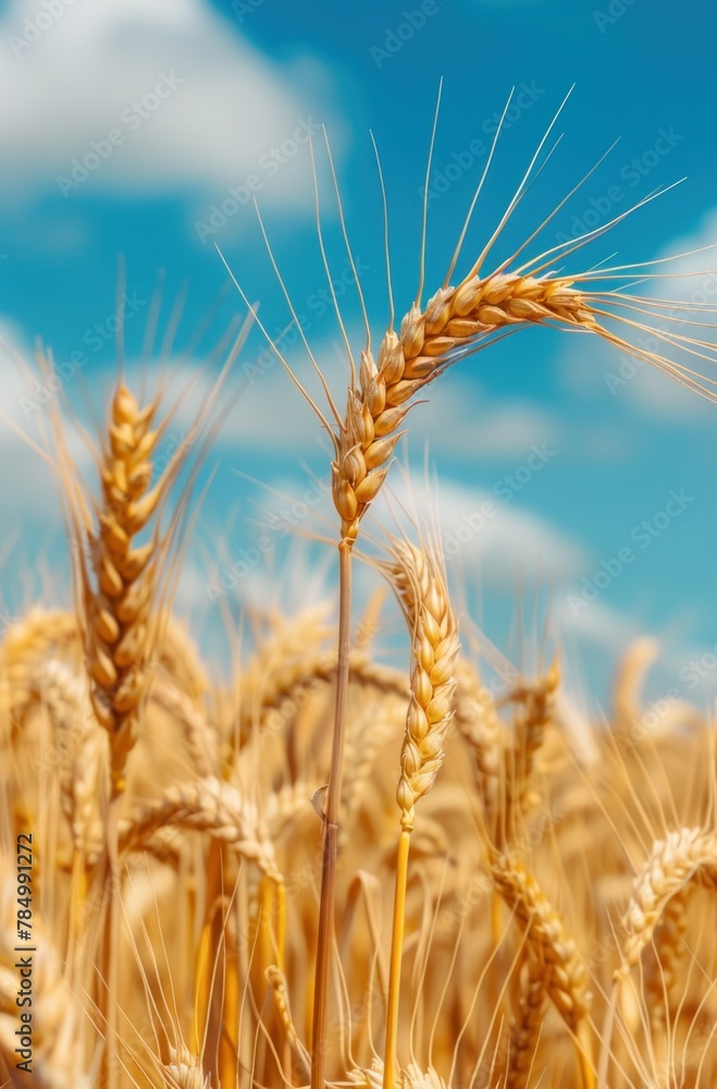 Ears of yellow barley in a field Harvesting period Ears of yellow barley in a field Harvesting period