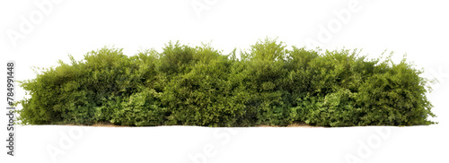 PNG Field of bushes nature plant hedge #784991448