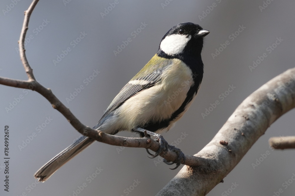 japanese tit in a forest japanese tit in a forest