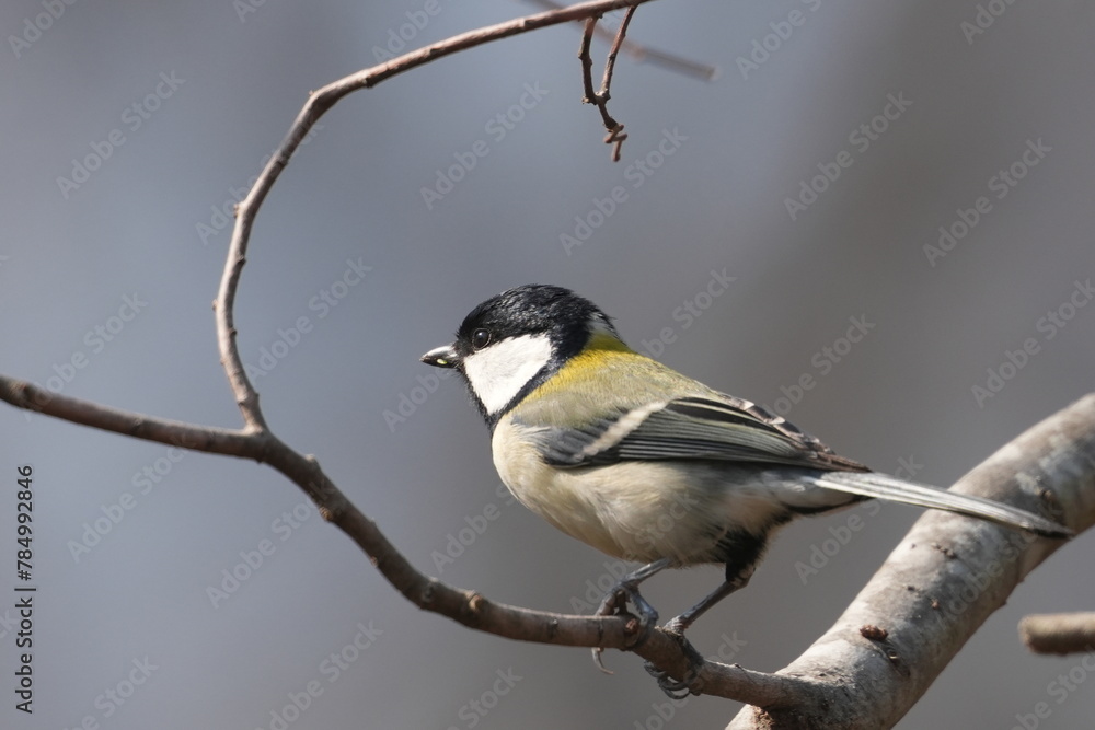 japanese tit in a forest