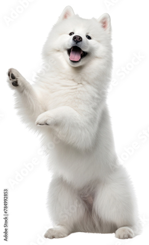 PNG Happy samoyed standing on hind legs mammal animal white