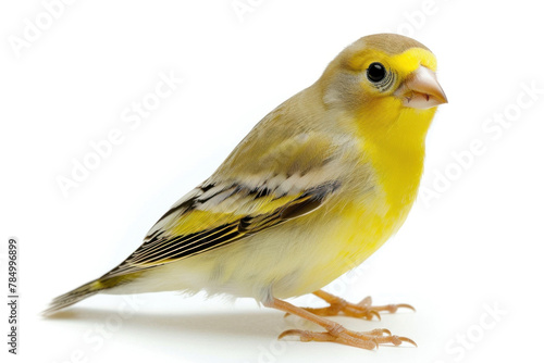 Yellow Canary Bird Perched Isolated on White Background, a Symbol of Music and Joy photo