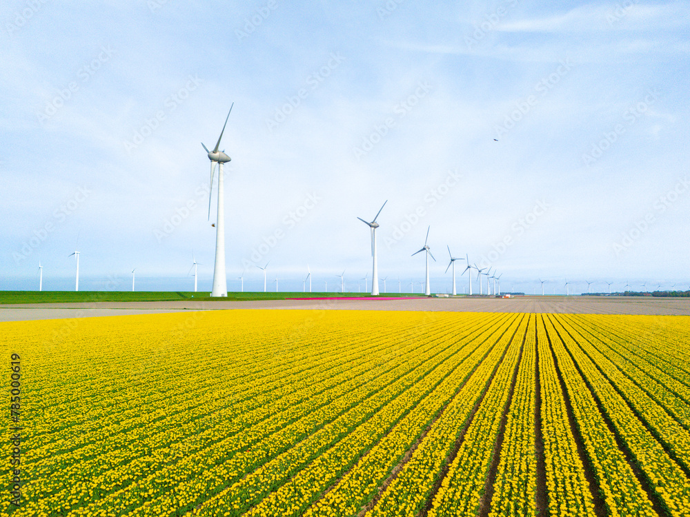 windmill park with tulip flowers in Spring, windmill turbines in the Netherlands Europe. windmill turbines in the Noordoostpolder Flevoland, a line of tulips in a flower field