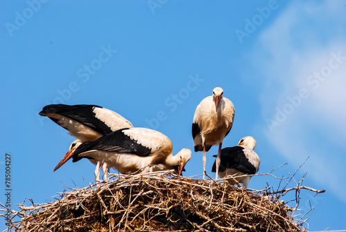 A stork family sits in a large nest on a pole