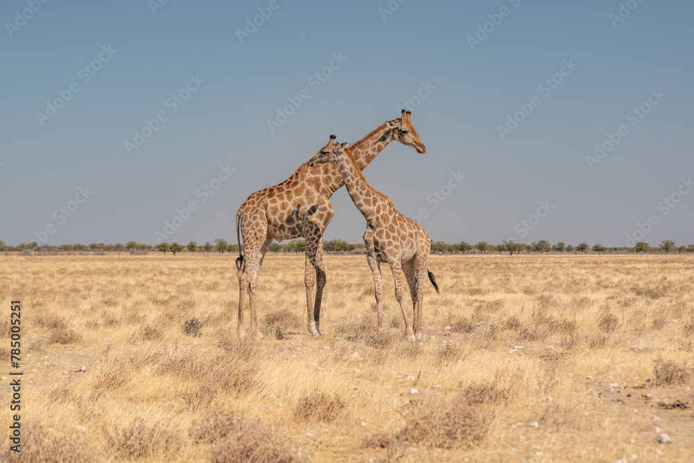 Obraz premium a herd of giraffes at a watering hole in Namibia