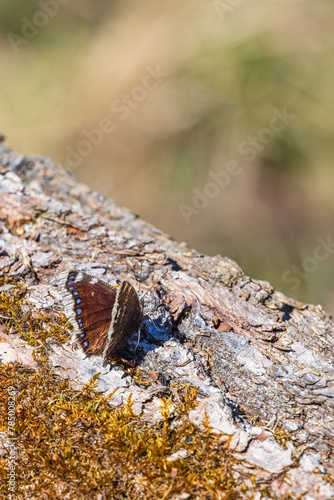 Mourning cloak butterfly on a tree log in the sunshine photo