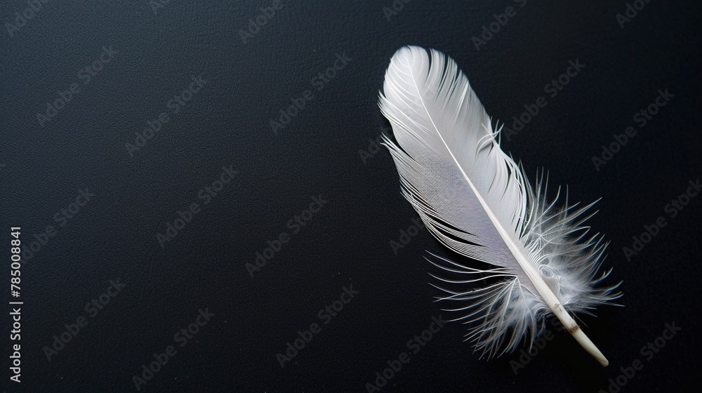 Obraz premium White Feather