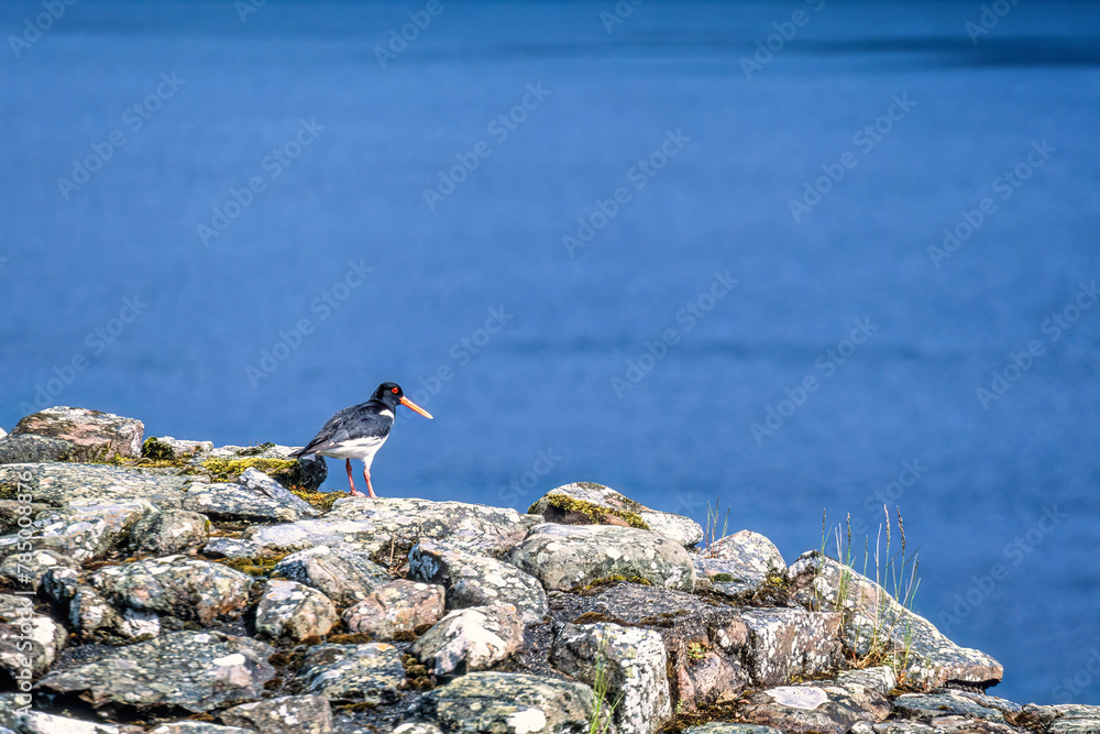 Oystercatcher resting at lake Oystercatcher resting at lake
