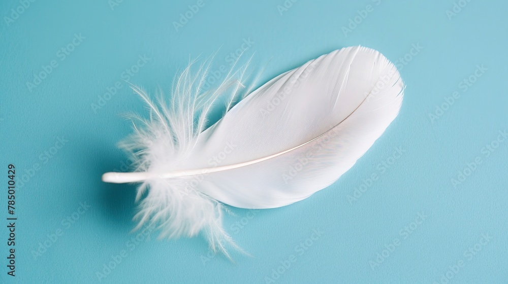 Obraz premium White Feather