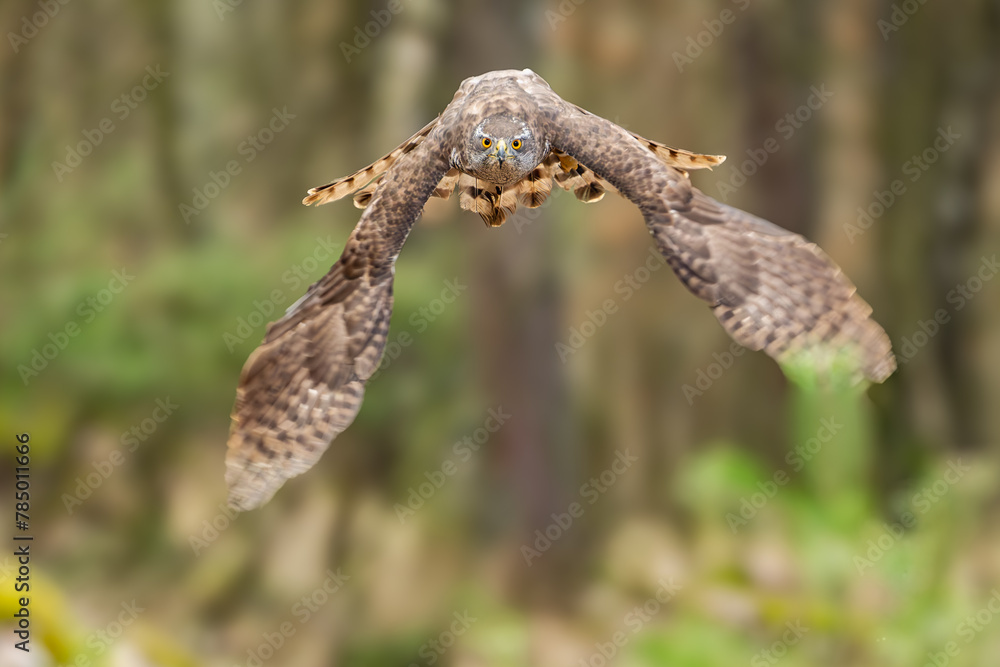 Obraz premium The hawk (Accipiter gentilis) is a medium-sized predator species in the family Accipitridae.