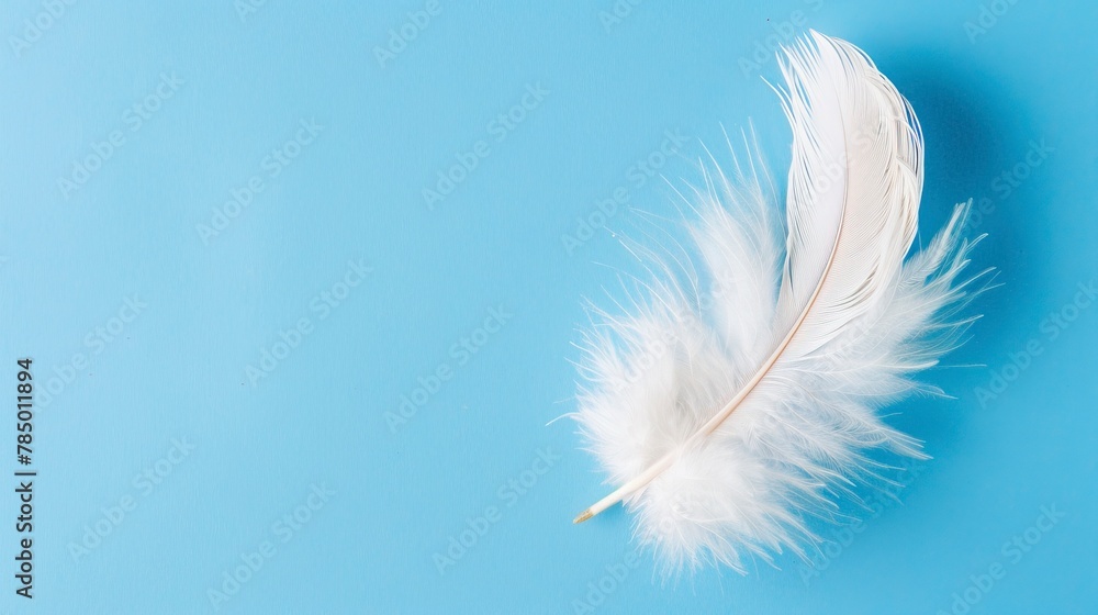 Obraz premium White Feather
