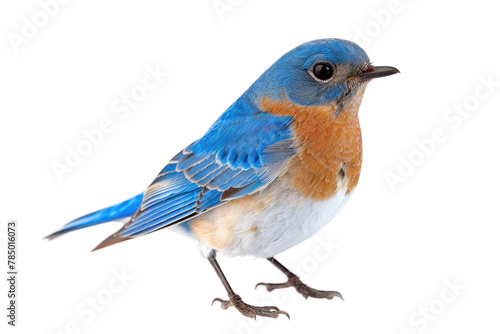 Blue Bird Standing on White Surface © Cool Free Games