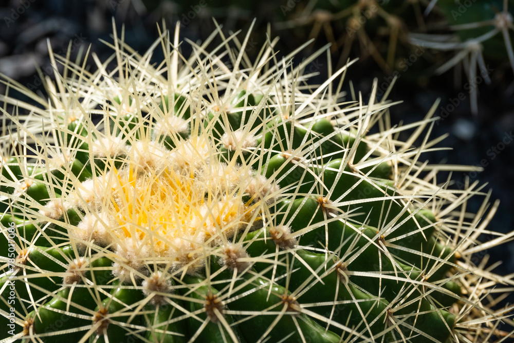Barrel Cactus. Echinocactus grusonii or Kroenleinia grusonii better known as the golden barrel cactus