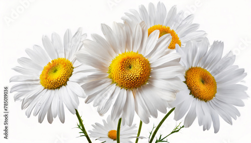 Beautiful chamomile flowers on white background