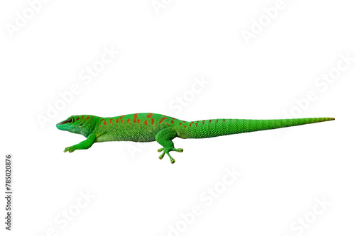 madagascar giant day gecko isolated on white background