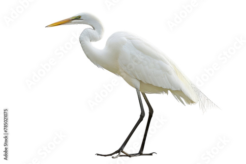 Elegant White Bird With Long Neck and Legs