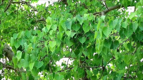 Footage of Lush Bodhi Tree Foliage in the Gentle Wind photo