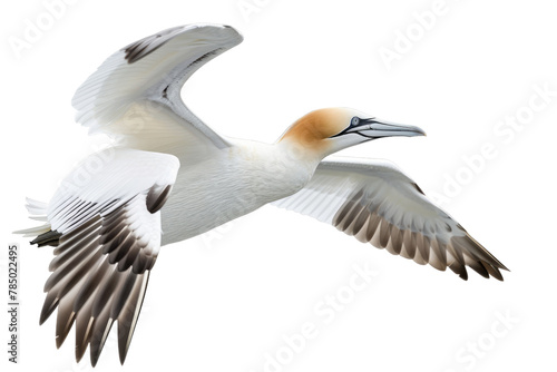 Large White Bird Flying Through the Air