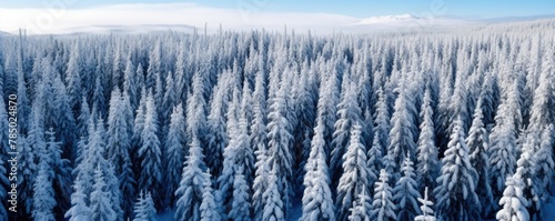Expansive panoramic view capturing the serene beauty of a snow-covered forest landscape in winter.