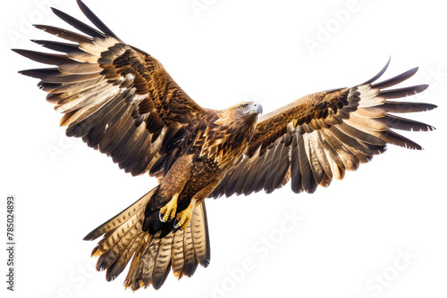 Large Bird of Prey Soaring Through the Air