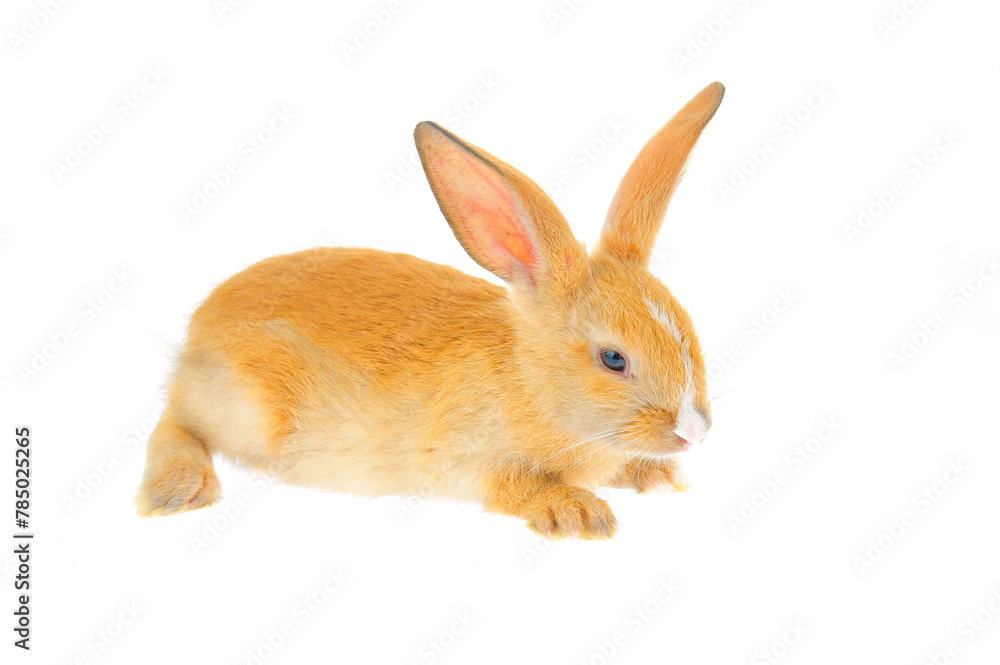 The rabbit in a white background The rabbit in a white background