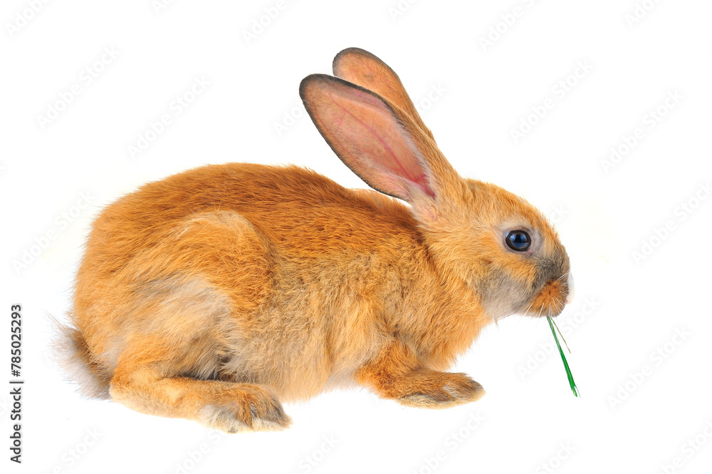 Obraz premium The rabbit in a white background