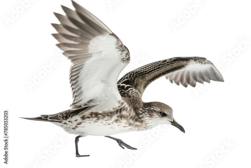 Bird Flying Through the Air With Wings Spread photo