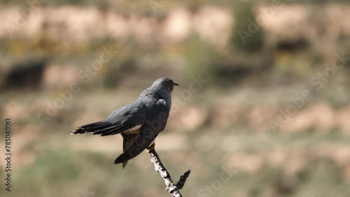 cuckoo bird singing on the branch
