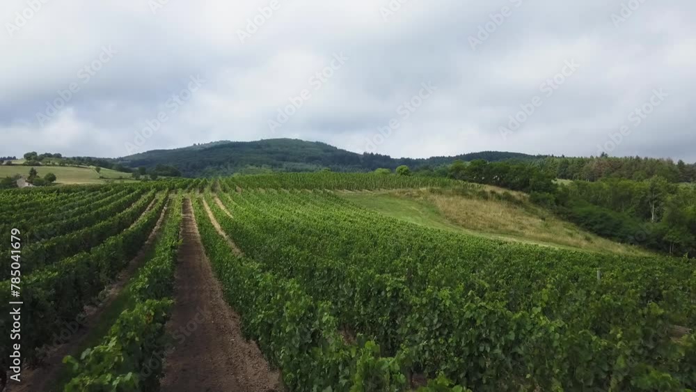 Drone shot of rows of grapevines plants in a vineyard on a sunny day in Ambierle, Loire, France