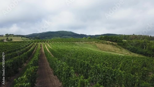 Wallpaper Mural Drone shot of rows of grapevines plants in a vineyard on a sunny day in Ambierle, Loire, France Torontodigital.ca
