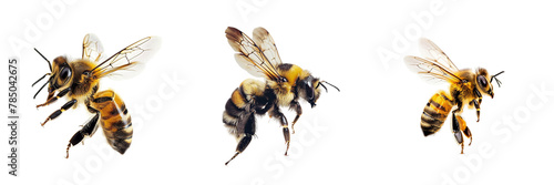 Set of bee flying isolated on a transparent background photo