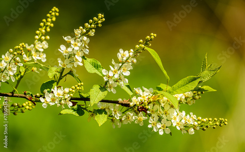 branch with white flowers of bird cherry (Prunus padus) aka hackberry, hagberry, or Mayday tree photo