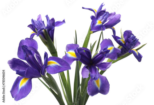 Fototapeta Naklejka Na Ścianę i Meble -  Beautiful violet iris flowers isolated on white