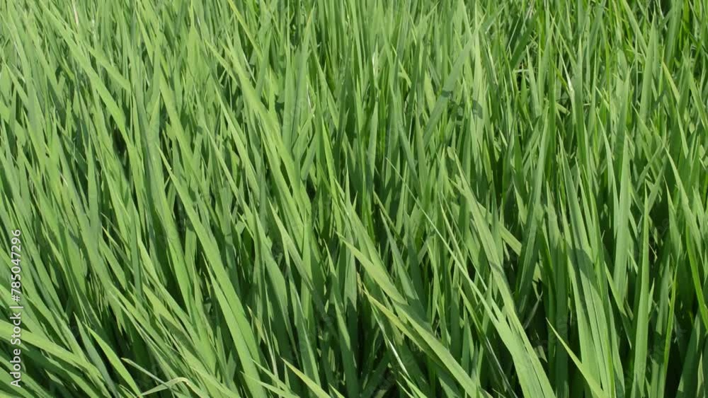 paddy agriculture paddy agriculture
