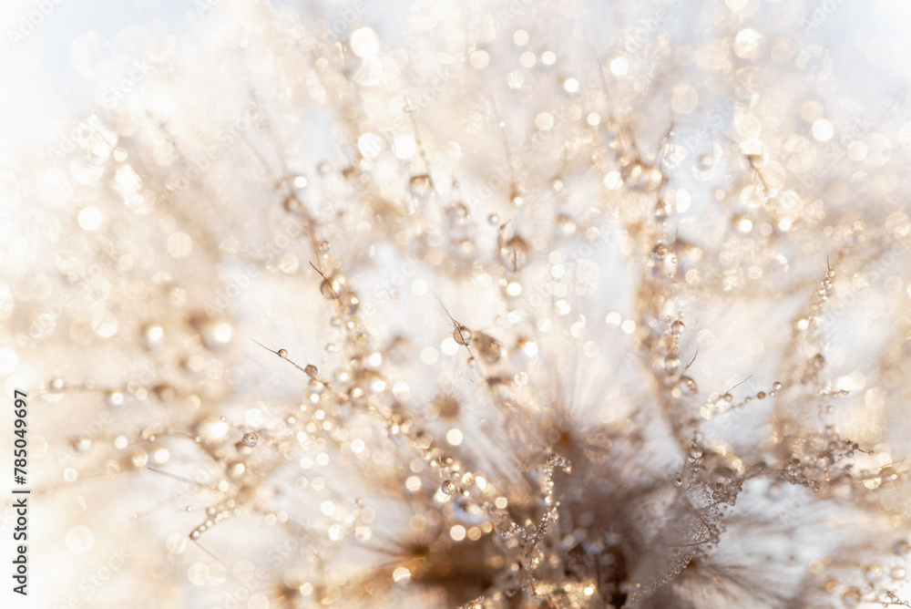 Fototapeta premium Macro nature abstract background. Beautiful dew drops on dandelion seed macro. soft background. Water drops on parachutes dandelion. Copy space. soft selective focus on water droplets. circular shape