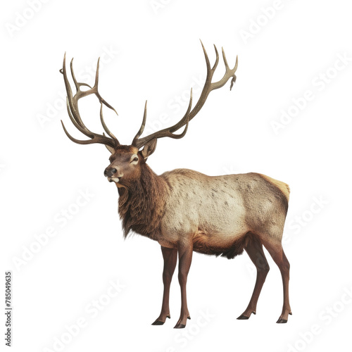 Elk alpha background