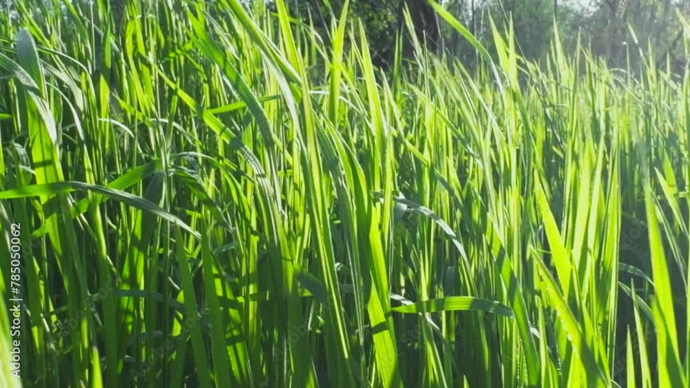 Green grass, in rays of sun, sways in wind. Green grass, in rays of sun, sways in wind.