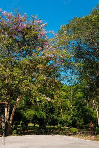 Bungor flower blooming