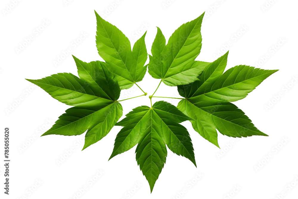 Sylvan Symphony: Vibrant Green Leaves Dance on White Canvas. On White or PNG Transparent Background.