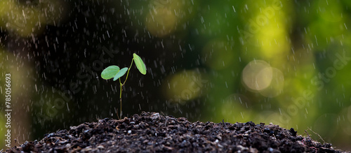 Seedling growing on rich soil in morning time with raining , Green world earth day Care of the Environment  Ecology concept