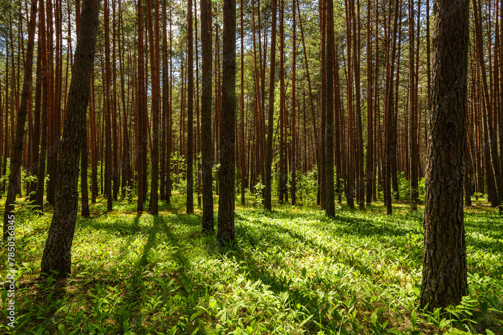 Naklejka premium Sunset or sunrise in a pine forest with lilies of the valley blooming on the ground in spring. The sun among the trunks of pines. Springtime.