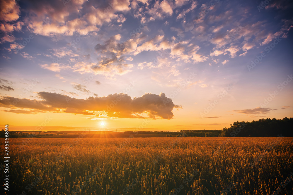 Sunset or sunrise in a rye or wheat field with a dramatic cloudy sky in a summer. Summertime landscape. Agricultural fields. Aesthetics of vintage film.