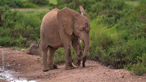 A baby elephant on a trip to traditional wildlife viewing  African  bush elephant in the Amboseli National Park  southern Kenya  Apr 2024