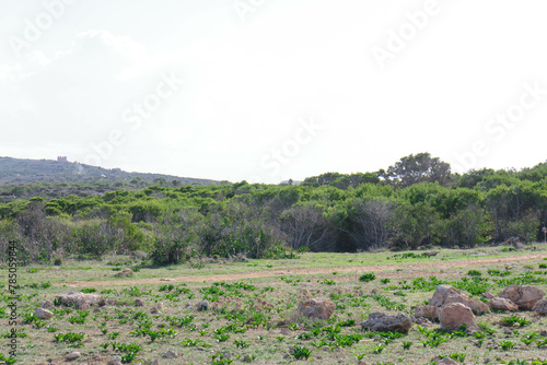 Foresta 2000 nature reserve on Marfa peninsula Malta